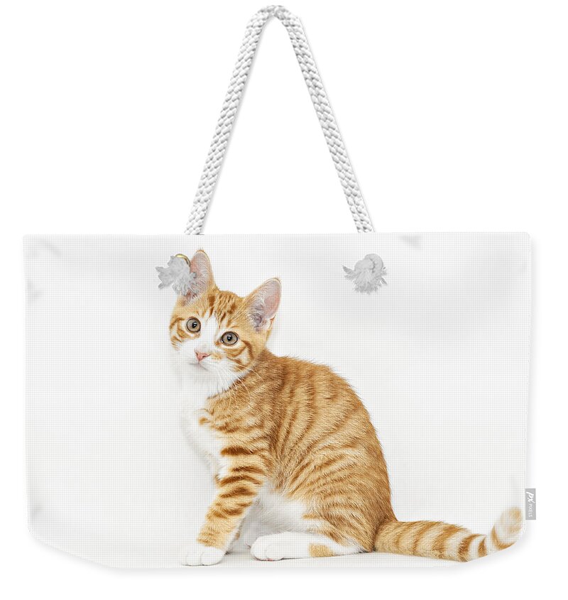 Kitten Weekender Tote Bag featuring the photograph Stripy red kitten sitting down by Sophie McAulay