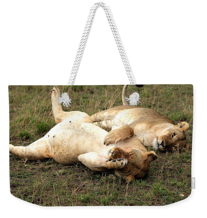 Lion Weekender Tote Bag featuring the photograph Stuffed by Aidan Moran