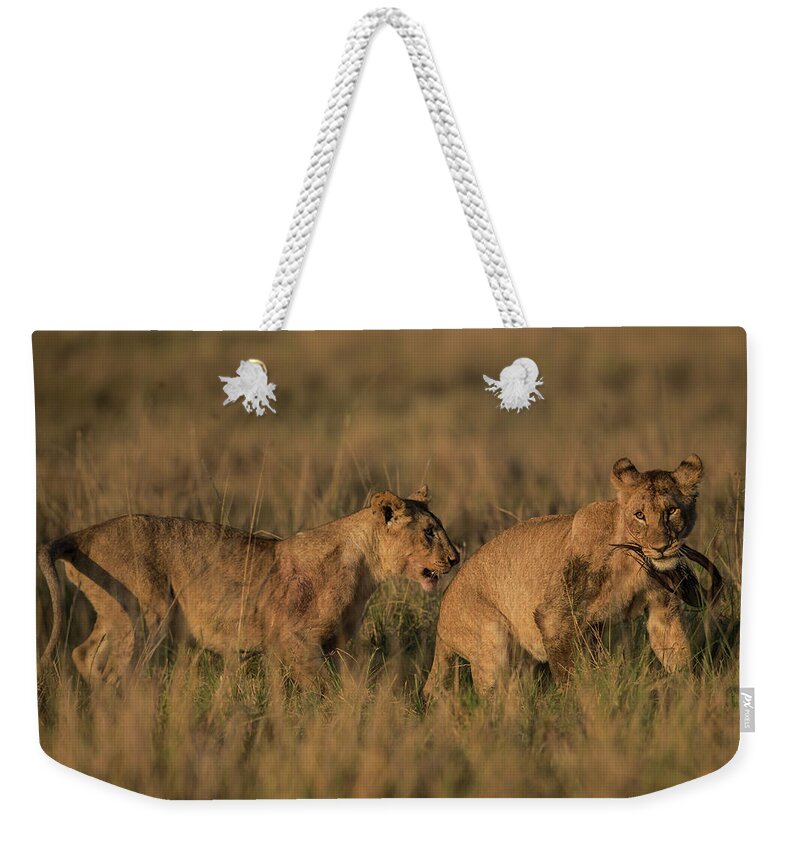 Kenya Weekender Tote Bag featuring the photograph Sub-adult Lion Cubs Playing With A by Manoj Shah
