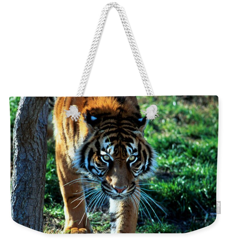 Fauna Weekender Tote Bag featuring the photograph Sumatran Tiger Panthera Tigris Sumatrae by Gregory G. Dimijian, M.D.
