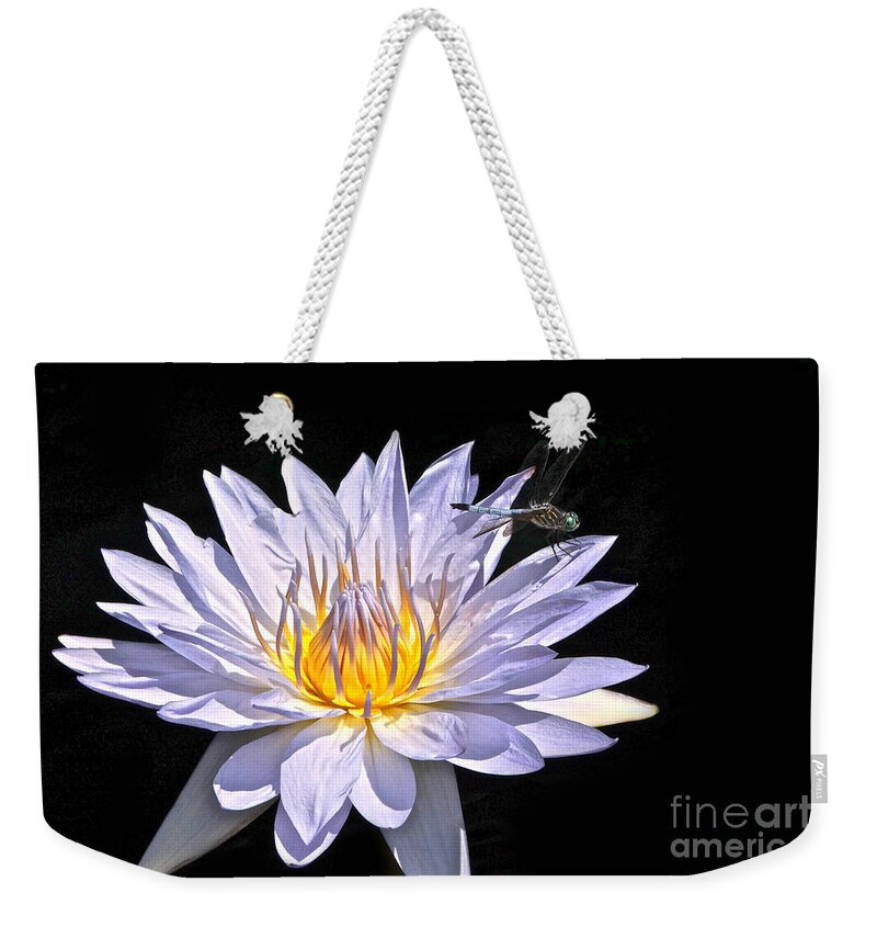 Lavender Tropical Waterlily And Blue Dasher Dragonfly Isolated Weekender Tote Bag featuring the photograph Summer Magic -- Dragonfly On Waterlily On Black by Byron Varvarigos