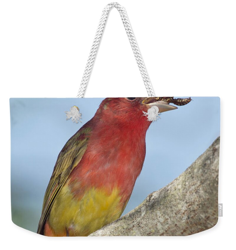 Summer Tanager Weekender Tote Bag featuring the photograph Summer Tanager Eating Wasp by Anthony Mercieca