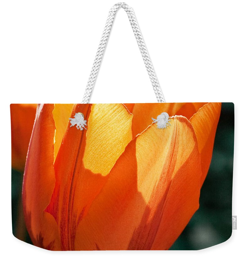 Flower Weekender Tote Bag featuring the photograph Sun Kissed Tulip by Barbara McMahon