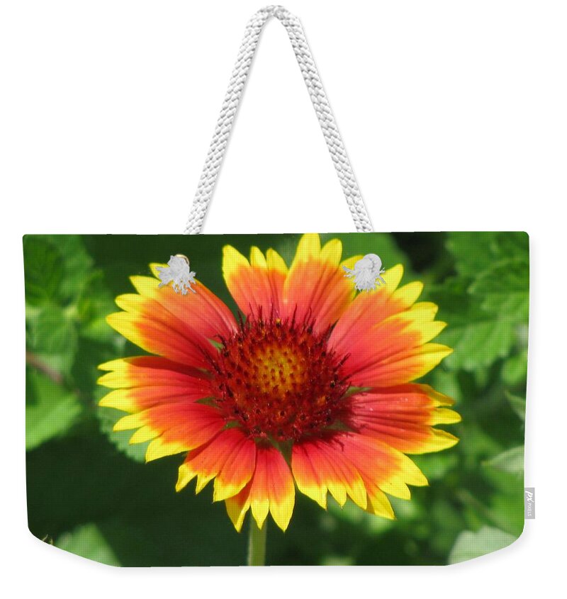 Flower Weekender Tote Bag featuring the photograph Sunburst 03 by Pamela Critchlow