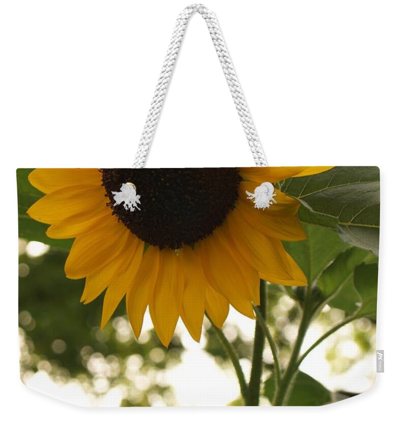 Sunflower Weekender Tote Bag featuring the photograph Sunflower Backlighting by Anna Lisa Yoder