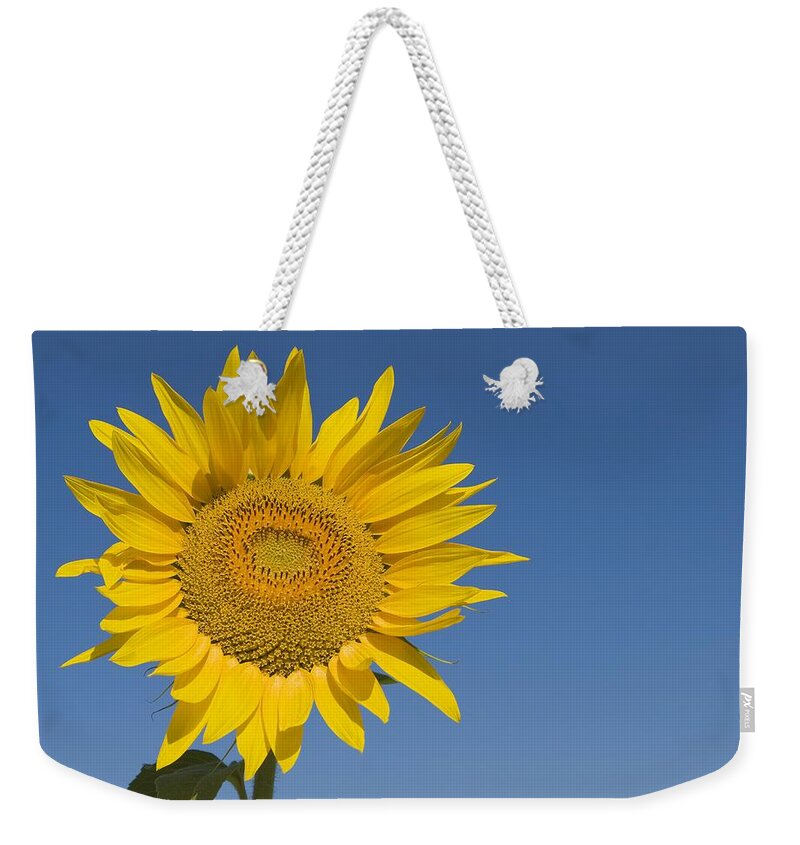 Blooming Weekender Tote Bag featuring the photograph Sunflower, Helianthus Annuus by Michael Thornton