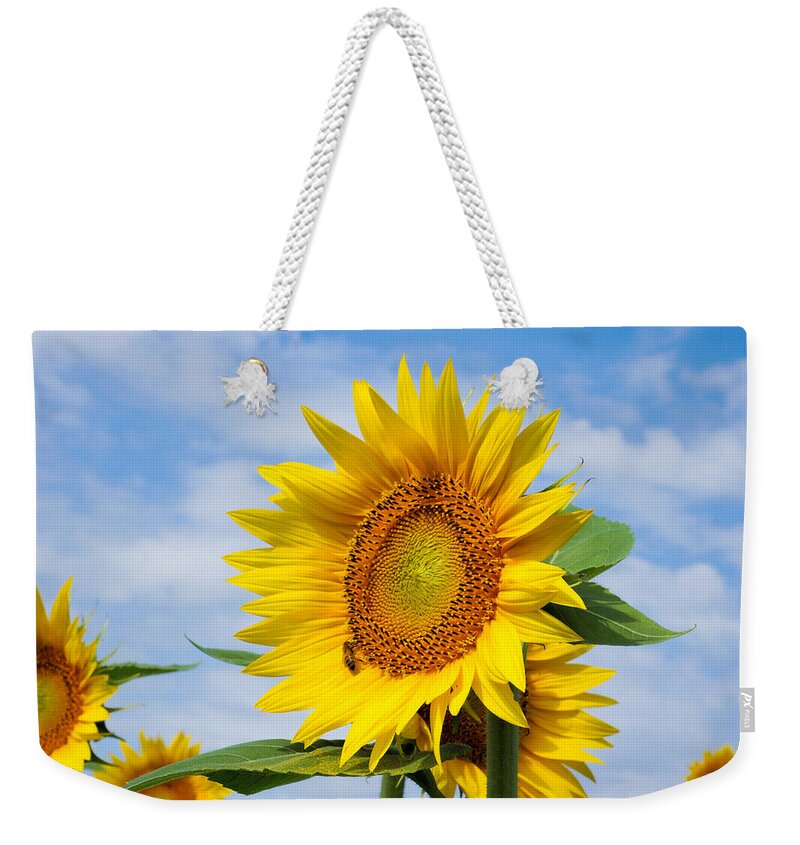 Sunflower Weekender Tote Bag featuring the photograph Sunflower in Bloom by Alan Hutchins
