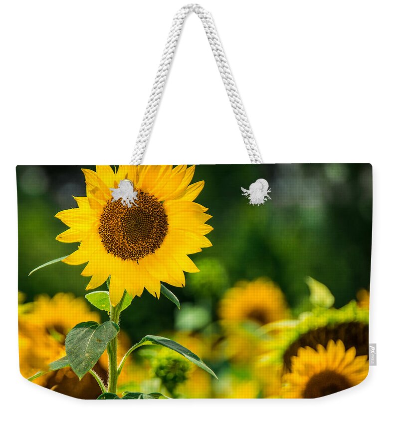 Sunflower Weekender Tote Bag featuring the photograph Sunflower by Jon Woodhams