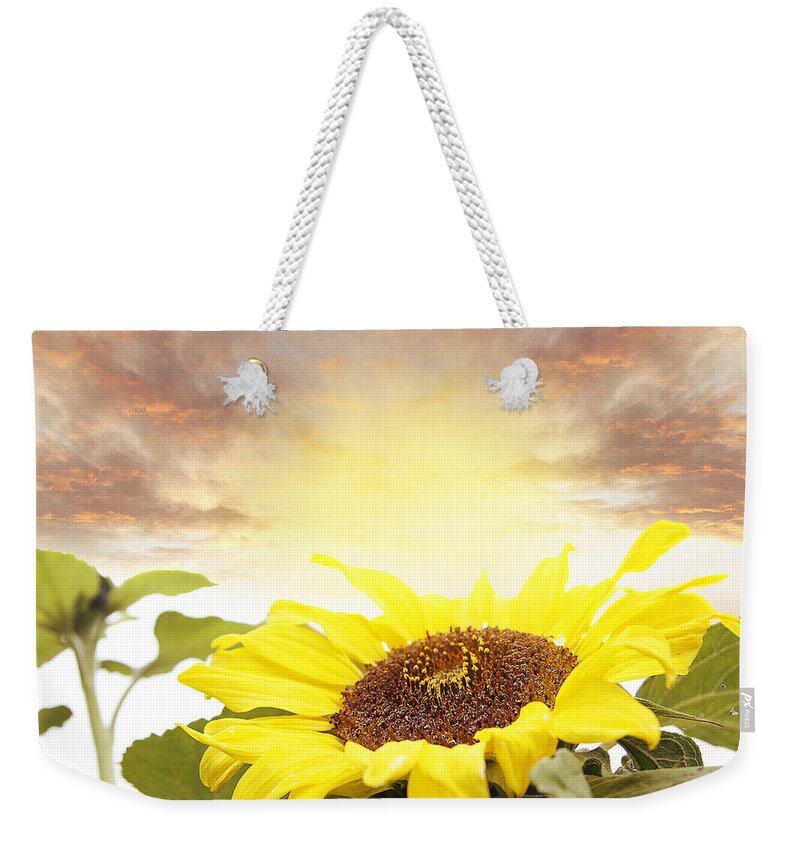 Bloom Weekender Tote Bag featuring the photograph Sunflower by Les Cunliffe