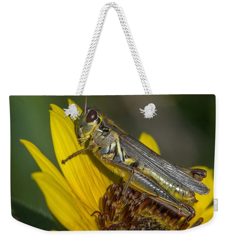 Grasshopper Weekender Tote Bag featuring the photograph Sunflower Love by Ernest Echols