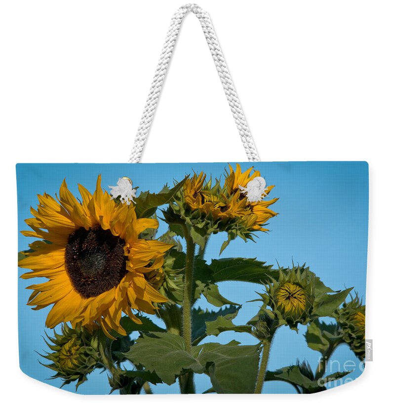 Sunflower Weekender Tote Bag featuring the photograph Sunflower Morning by Cheryl Baxter