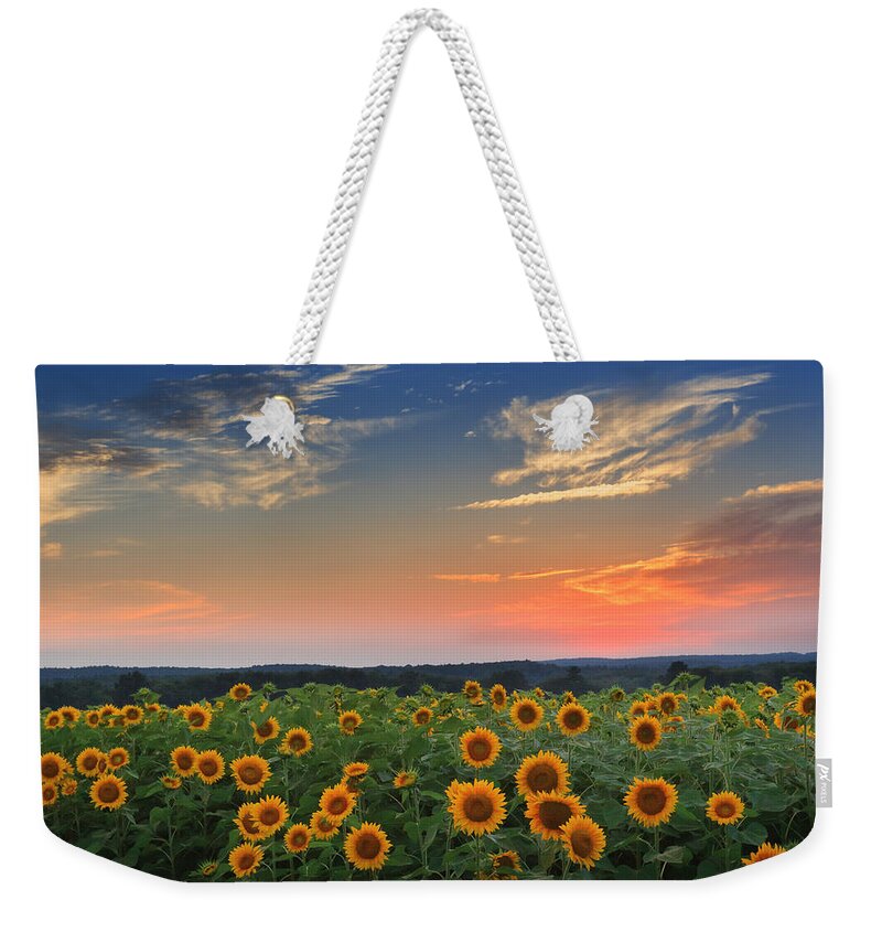 Sunflower Weekender Tote Bag featuring the photograph Sunflowers in the evening by Bill Wakeley