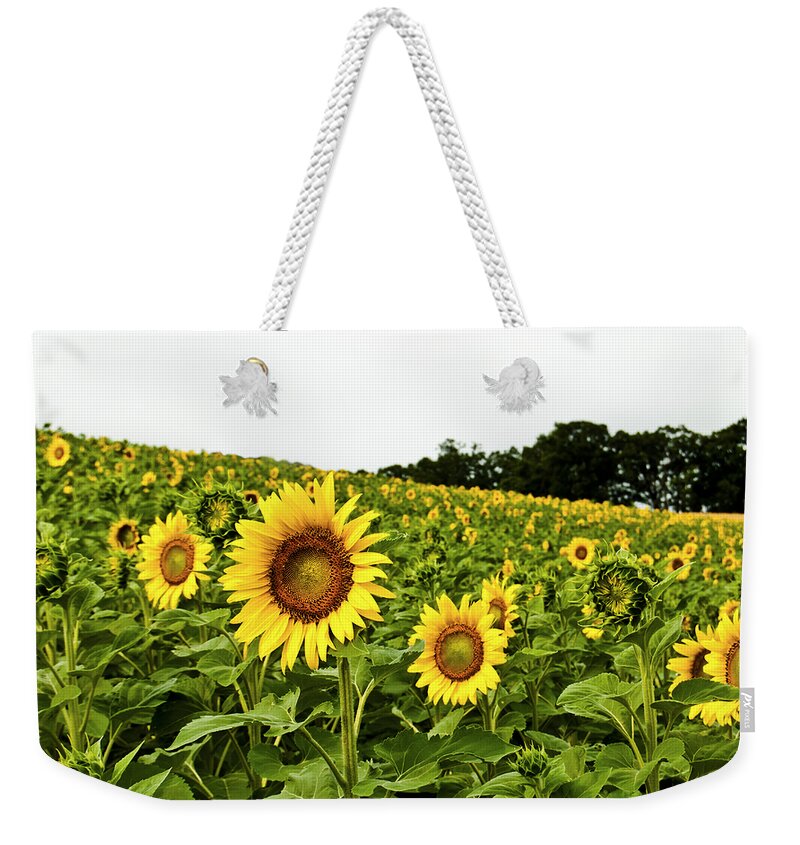 Bloom Weekender Tote Bag featuring the photograph Sunflowers on a Hill by Christi Kraft