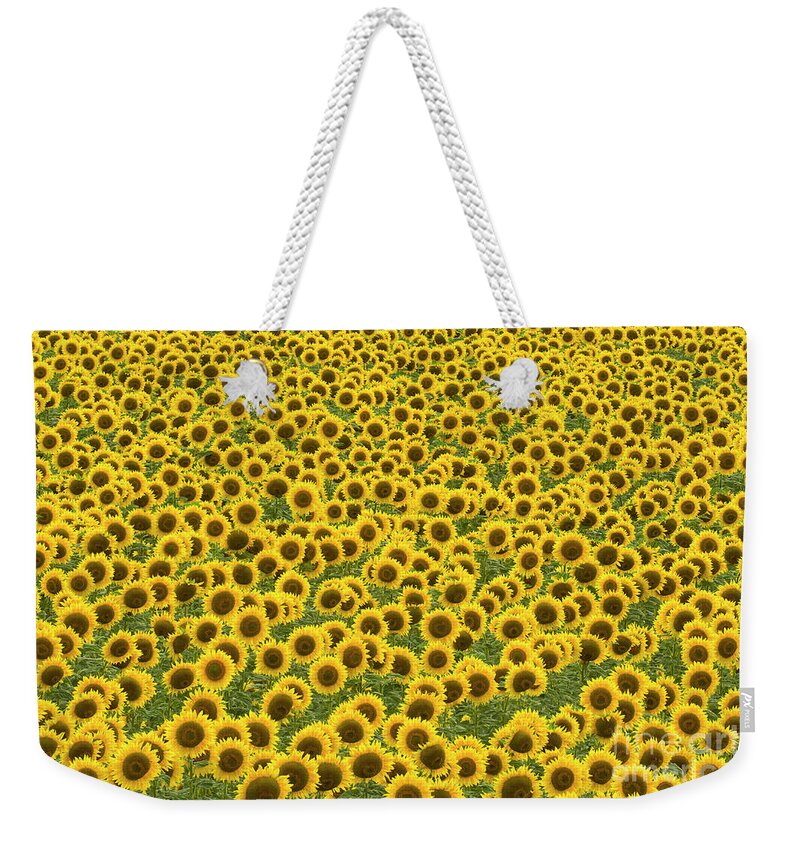 00345435 Weekender Tote Bag featuring the photograph Sunflowers Kansas by Yva Momatiuk John Eastcott