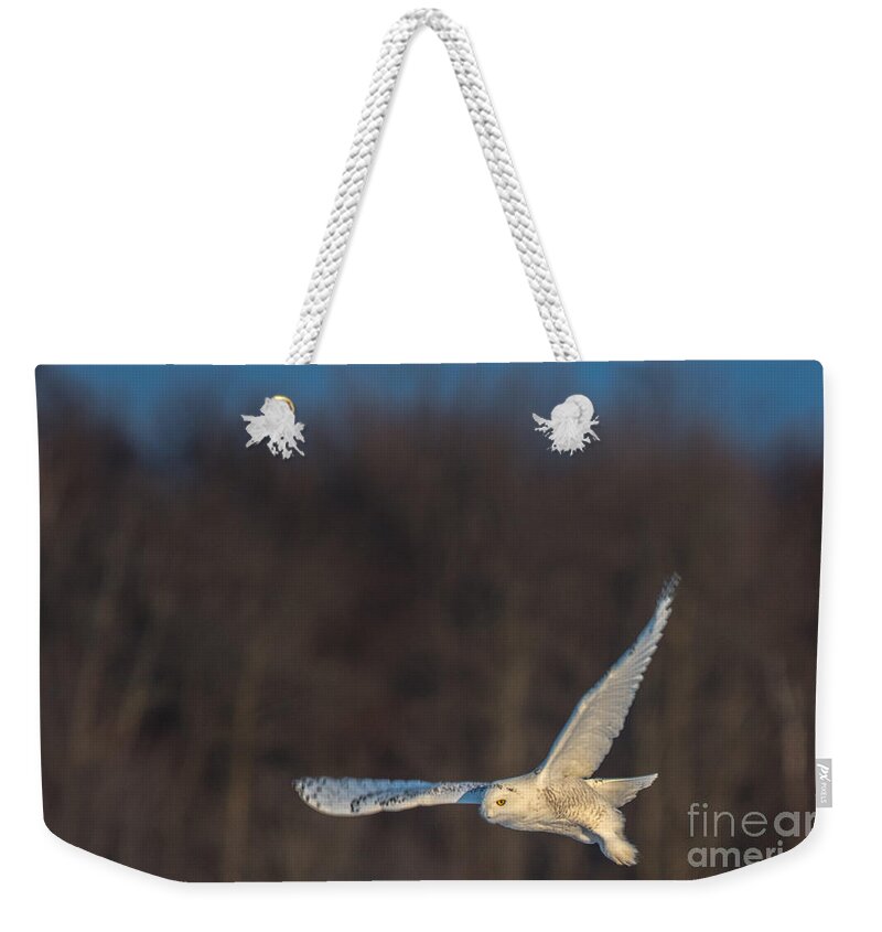 Blue Sky Weekender Tote Bag featuring the photograph Sunlit Flyer by Cheryl Baxter
