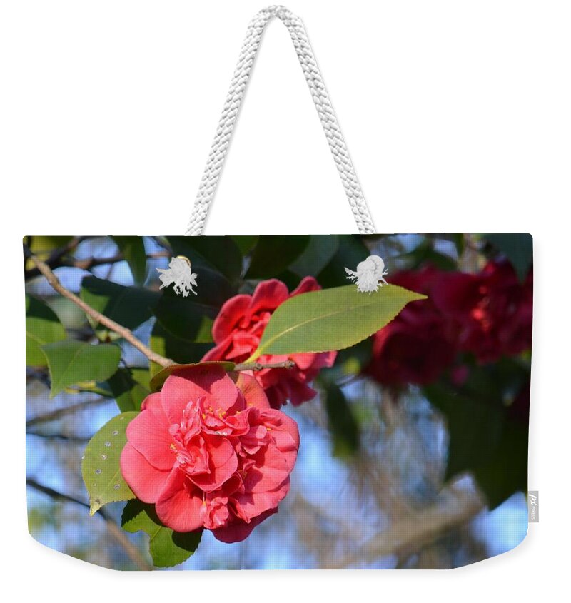 Sunny Red Camelias Weekender Tote Bag featuring the photograph Sunny Red Camelias by Maria Urso