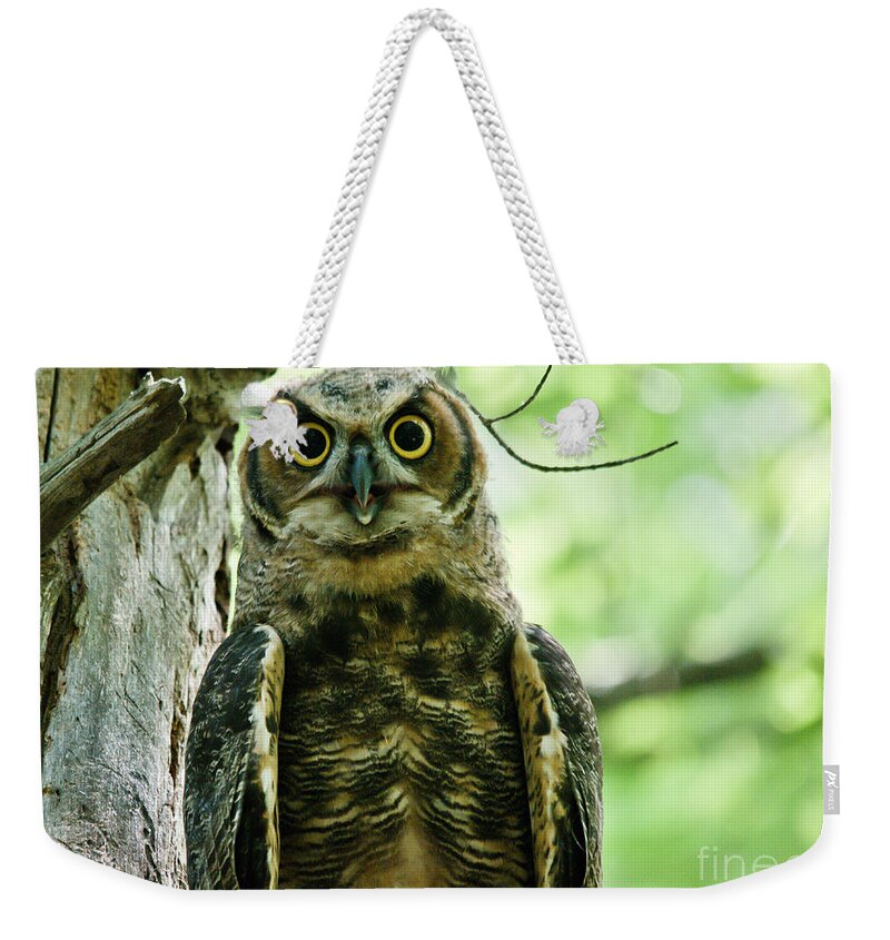 Owlets Weekender Tote Bag featuring the photograph Surprise by Cheryl Baxter