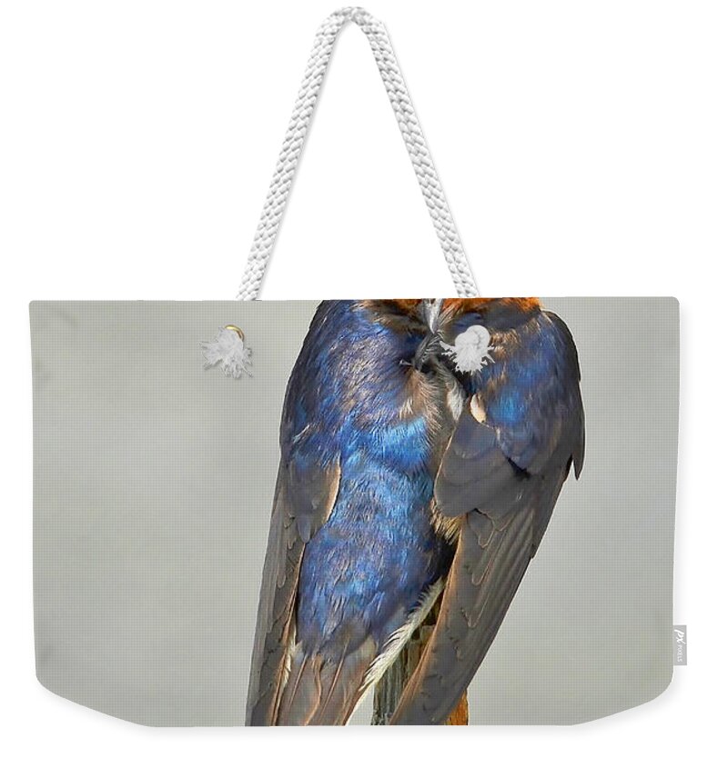 Swallow Weekender Tote Bag featuring the photograph Swallow by Kathy Baccari