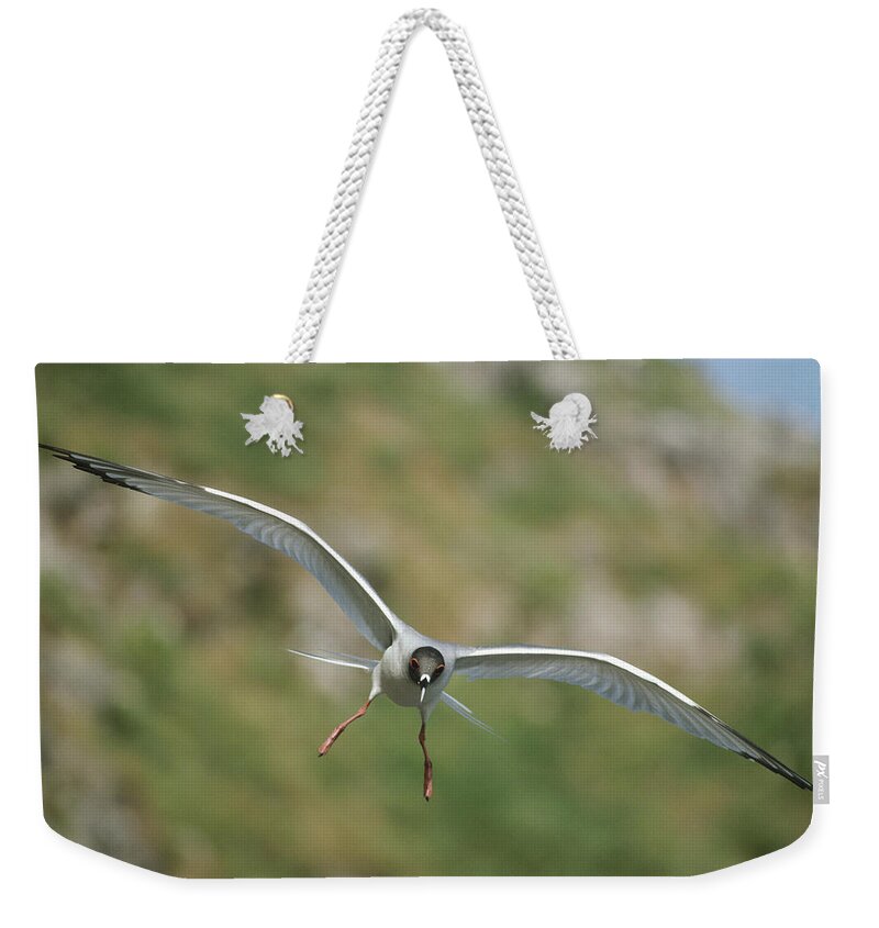 Feb0514 Weekender Tote Bag featuring the photograph Swallow-tailed Gull Flying Tower Island by Tui De Roy