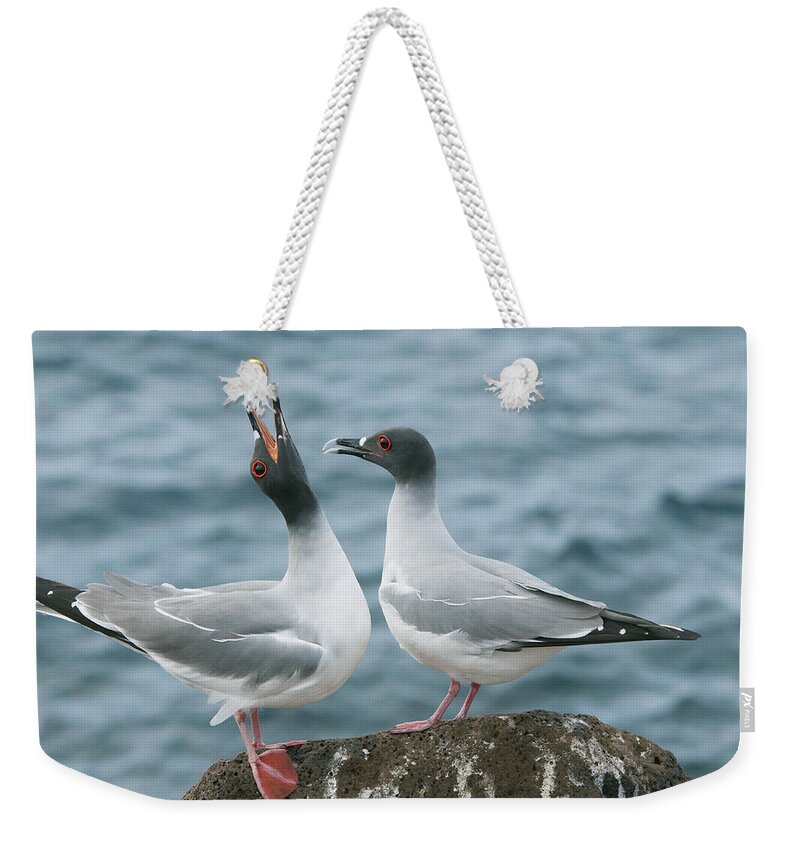 Feb0514 Weekender Tote Bag featuring the photograph Swallow-tailed Gulls Courting Galapagos by Kevin Schafer