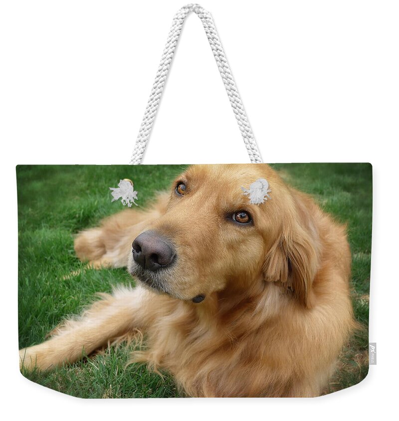 Dog Weekender Tote Bag featuring the photograph Sweet Golden Retriever by Larry Marshall