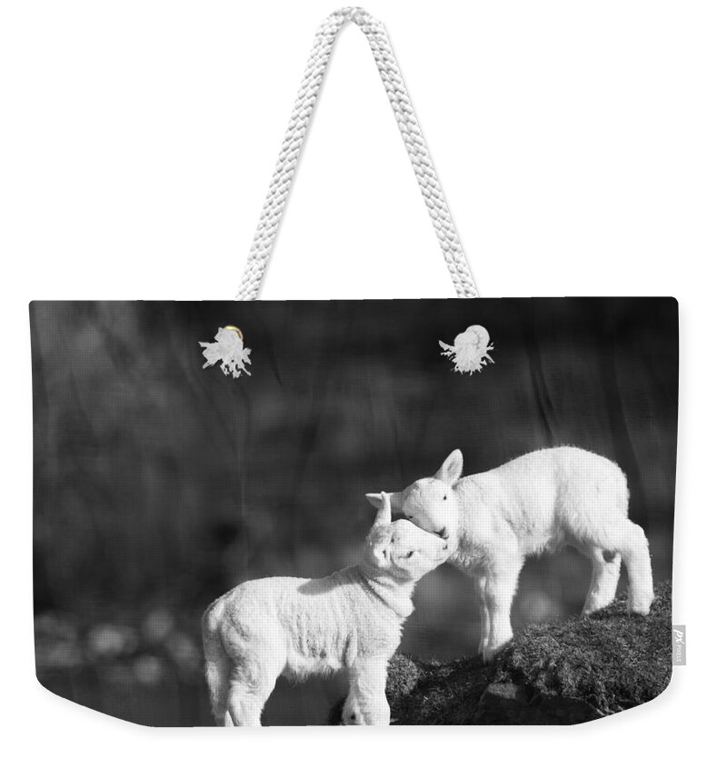 Sheep Weekender Tote Bag featuring the photograph Sweet Little Lambs by Ang El