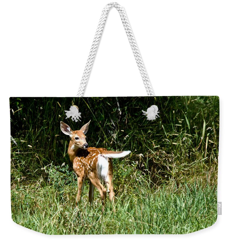 Deer Weekender Tote Bag featuring the photograph Sweet Young Deer by Cheryl Baxter