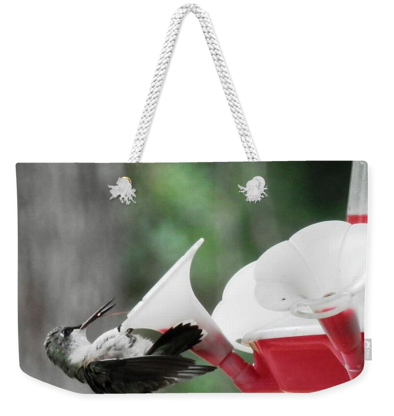 This Little#hummer Is Hanging On Taking It Easy And Taking His Time Weekender Tote Bag featuring the photograph Baby Hummingbird Taking It Easy by Belinda Lee