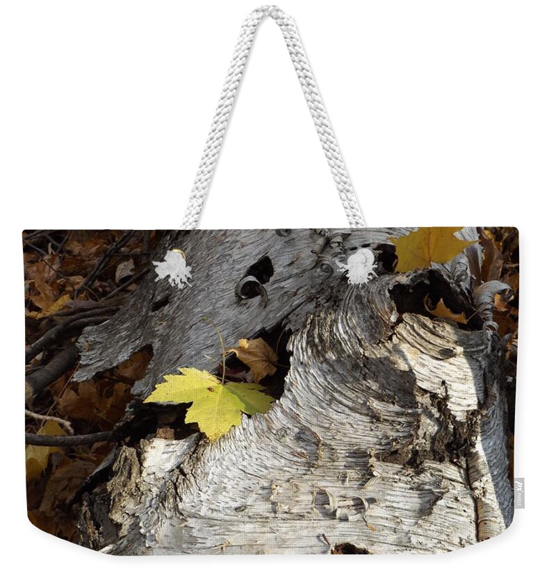 Nature Birch Tree Woods Fall Autumn Outside Trees Weekender Tote Bag featuring the photograph Tall Fallen Birch with Leaves by Erick Schmidt