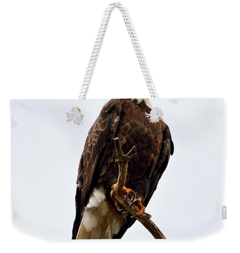 Talons Weekender Tote Bag featuring the photograph Talons by Tranquil Light Photography