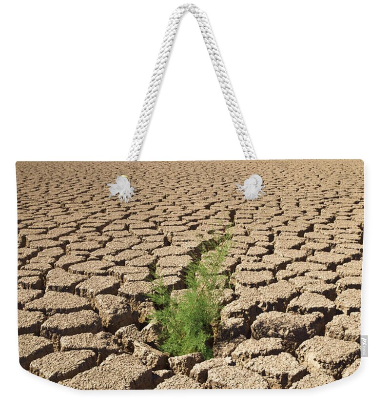 00559227 Weekender Tote Bag featuring the photograph Tamarisk In Dry Colorado River by Yva Momatiuk John Eastcott