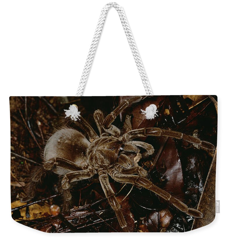 Feb0514 Weekender Tote Bag featuring the photograph Tarantula Portrait Rio Momon Peru by Mark Moffett