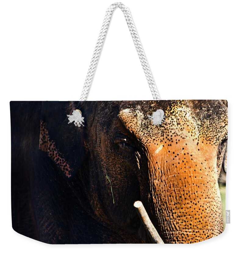 Asian Elephant Weekender Tote Bag featuring the photograph Teacher by Miroslava Jurcik