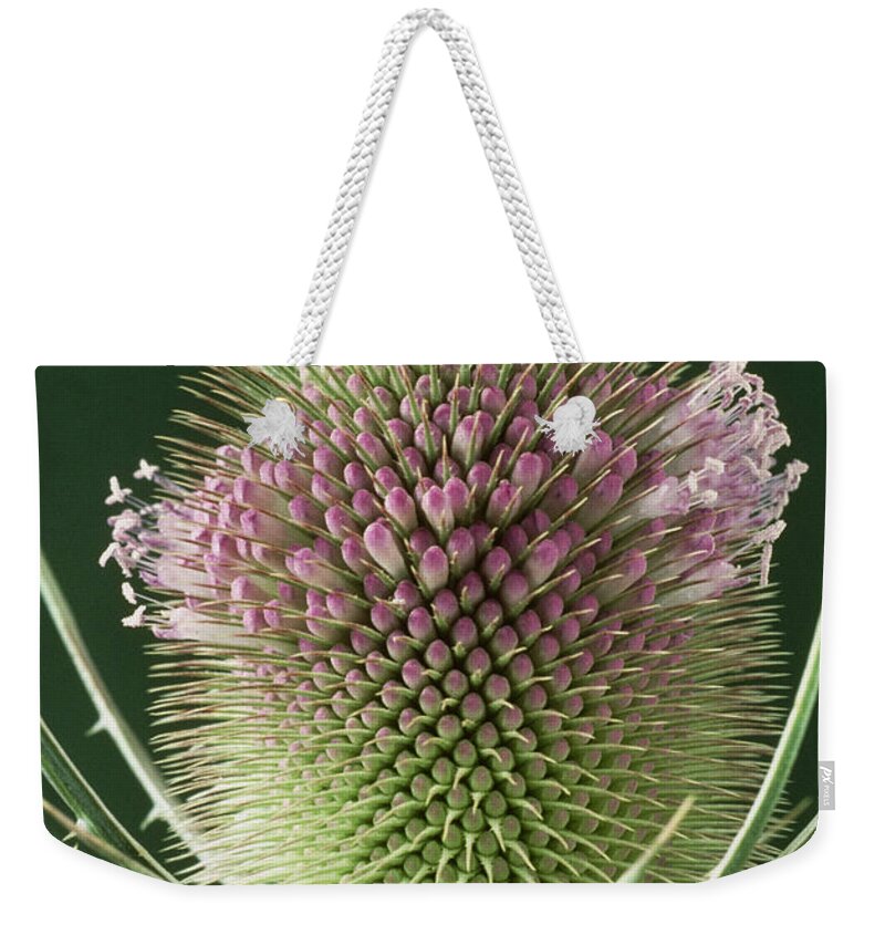 Botany Weekender Tote Bag featuring the photograph Teasel Flower by Perennou Nuridsany