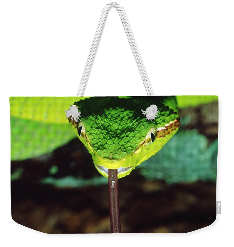 Temple Viper Weekender Tote Bag featuring the photograph Temple Viper by Gregory G. Dimijian