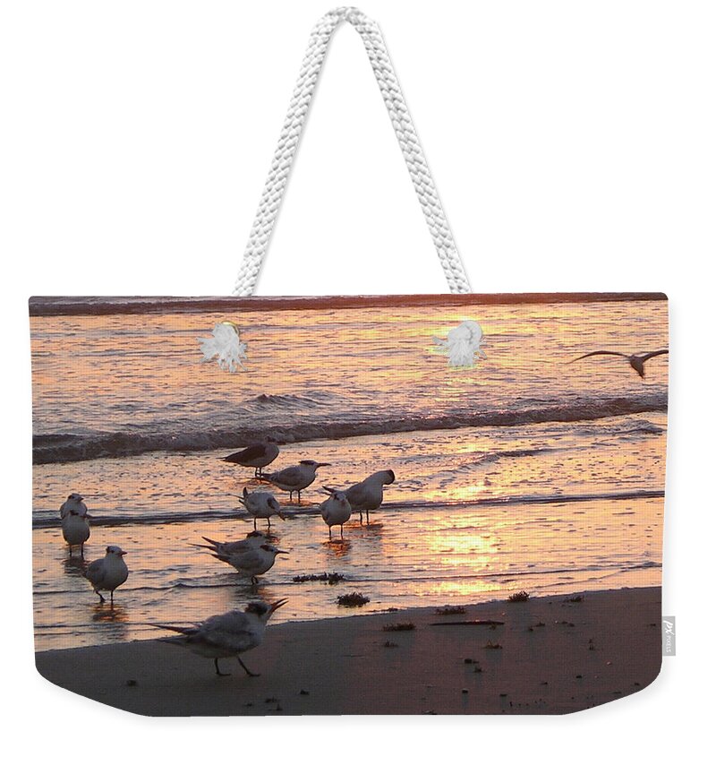 Beach Prints Weekender Tote Bag featuring the photograph Terns At Sunrise 10-12-14 Julianne Felton by Julianne Felton