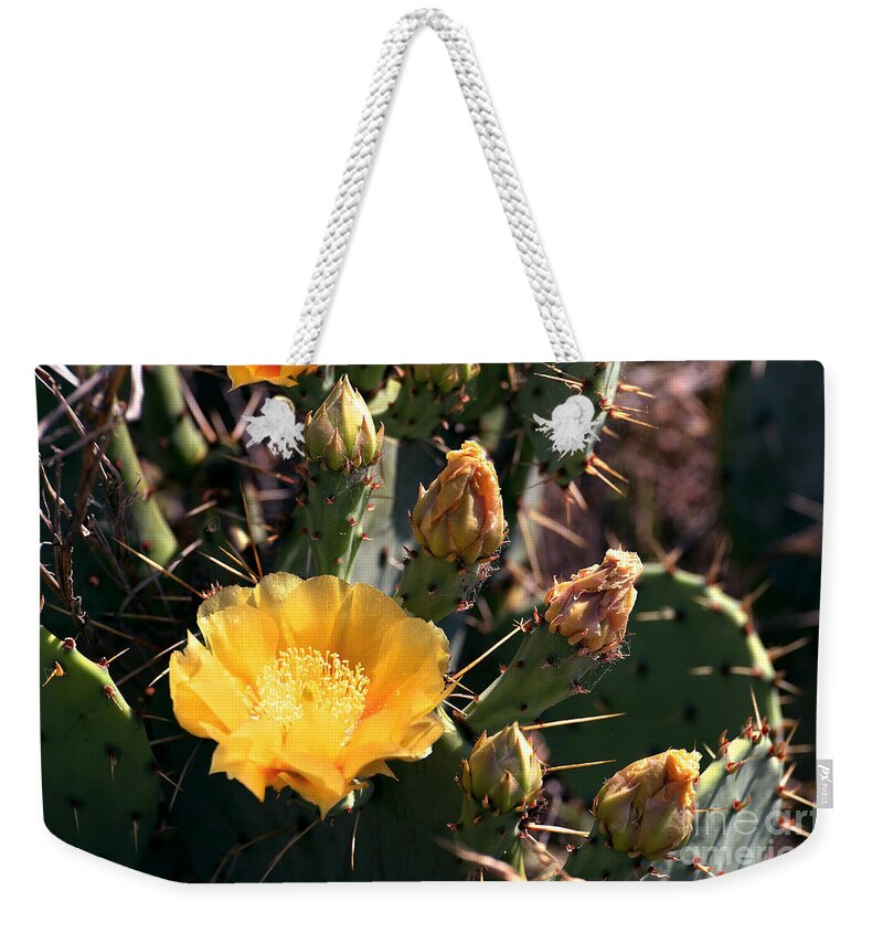 Texas Weekender Tote Bag featuring the photograph Texas Cactus by Linda Cox