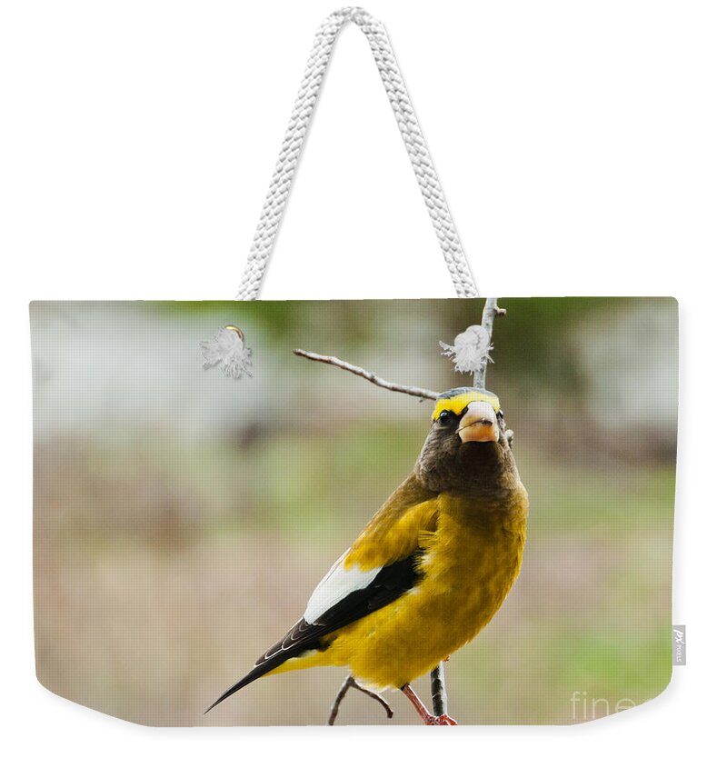 Grosbeak Weekender Tote Bag featuring the photograph That's Mister to you by Cheryl Baxter