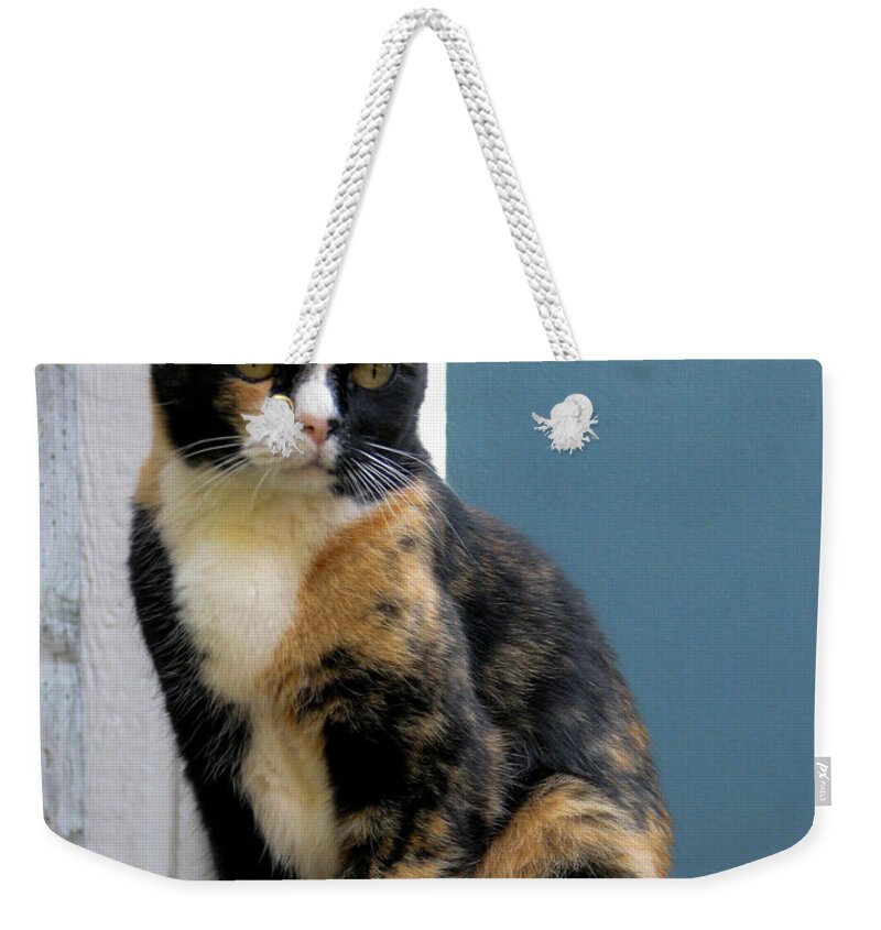 Cat Weekender Tote Bag featuring the photograph The Art Of Watching by Rory Siegel