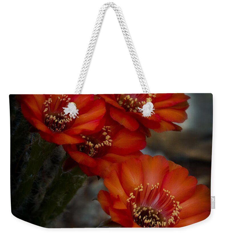Red Cactus Flower Weekender Tote Bag featuring the photograph The Beauty of RED by Saija Lehtonen