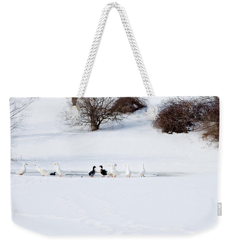 Honk Weekender Tote Bag featuring the photograph The Chattering Gaggle by Courtney Webster