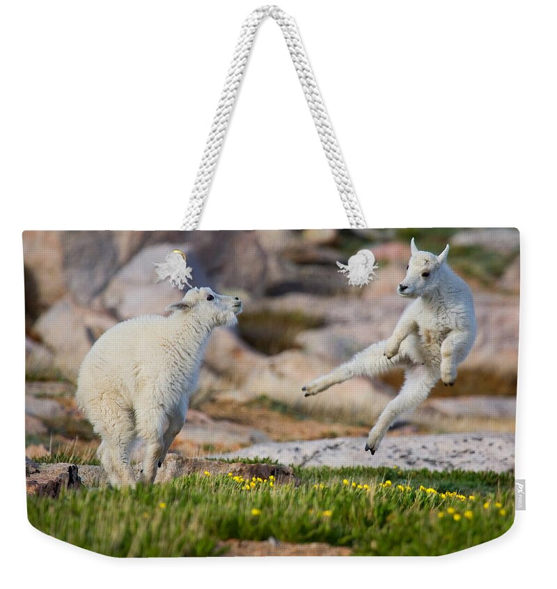 Baby Goat; Mountain Goat Baby; Dance; Dancing; Happy; Joy; Nature; Baby Goat; Mountain Goat Baby; Happy; Joy; Nature; Brothers Weekender Tote Bag featuring the photograph The Dance of Joy by Jim Garrison