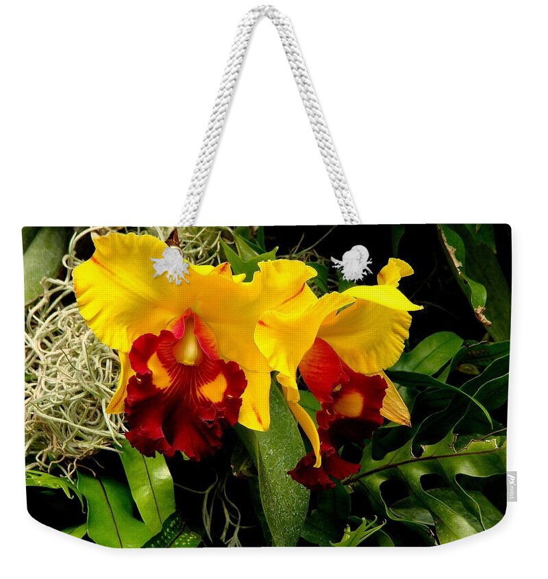Fine Art Weekender Tote Bag featuring the photograph The Elders by Rodney Lee Williams