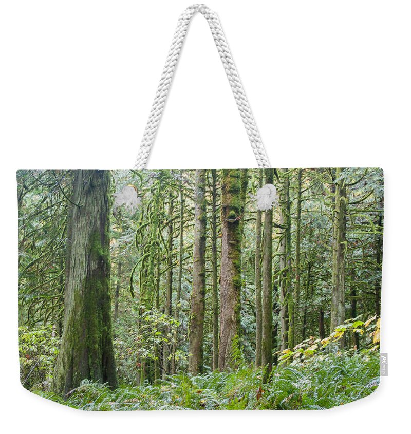 Tree Weekender Tote Bag featuring the photograph The Emerald Forest by Linda McRae