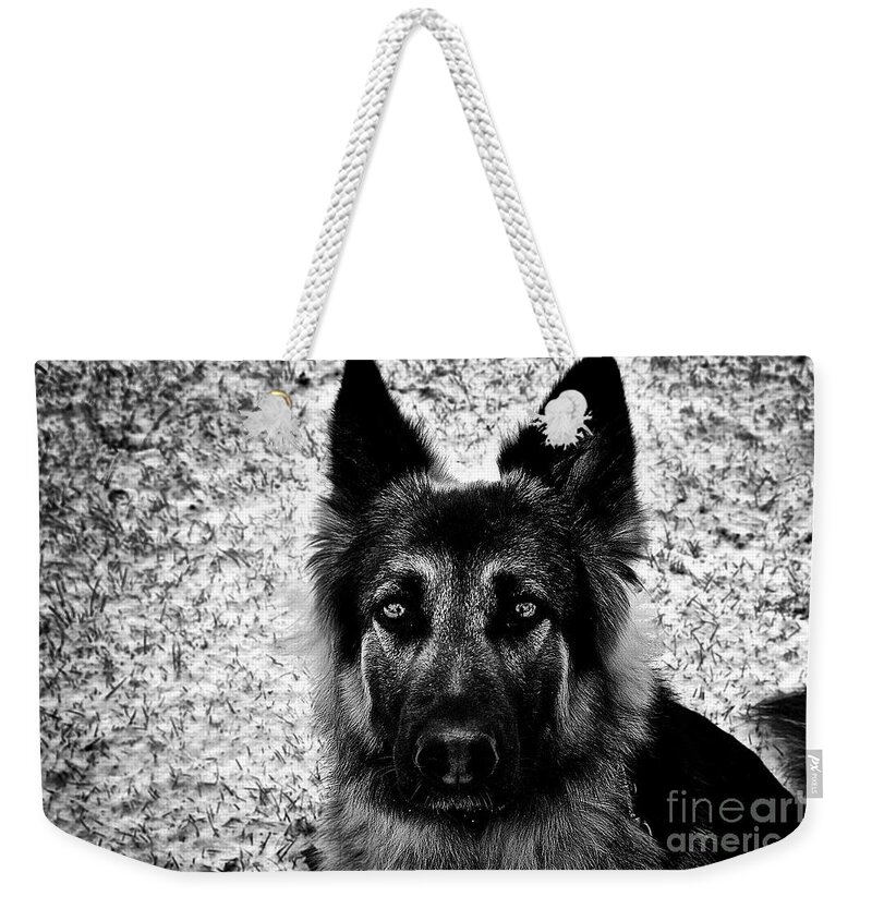 King Shepherd Dog Winter Snow Portrait Blackandwhite Eyes Art Photography Frankjcasella Prints Greetingcards Phonecases Gsd Ksd Pets Horizontal Weekender Tote Bag featuring the photograph The Eyes by Frank J Casella
