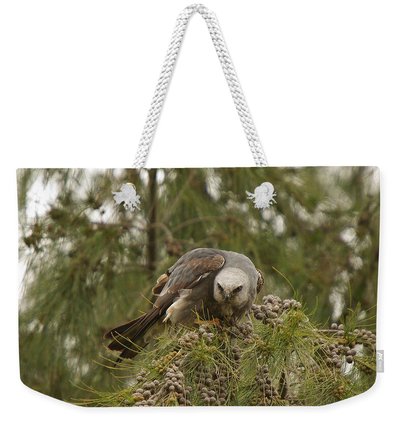 Bird Weekender Tote Bag featuring the photograph The Eyes Of A Raptor by Steve Wolfe