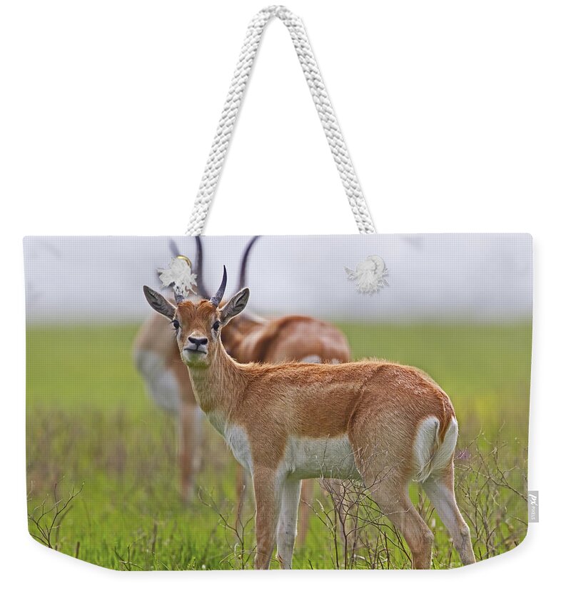Horns Of A Dilemma Weekender Tote Bag featuring the photograph The Horns of a Dilemma by Gary Holmes
