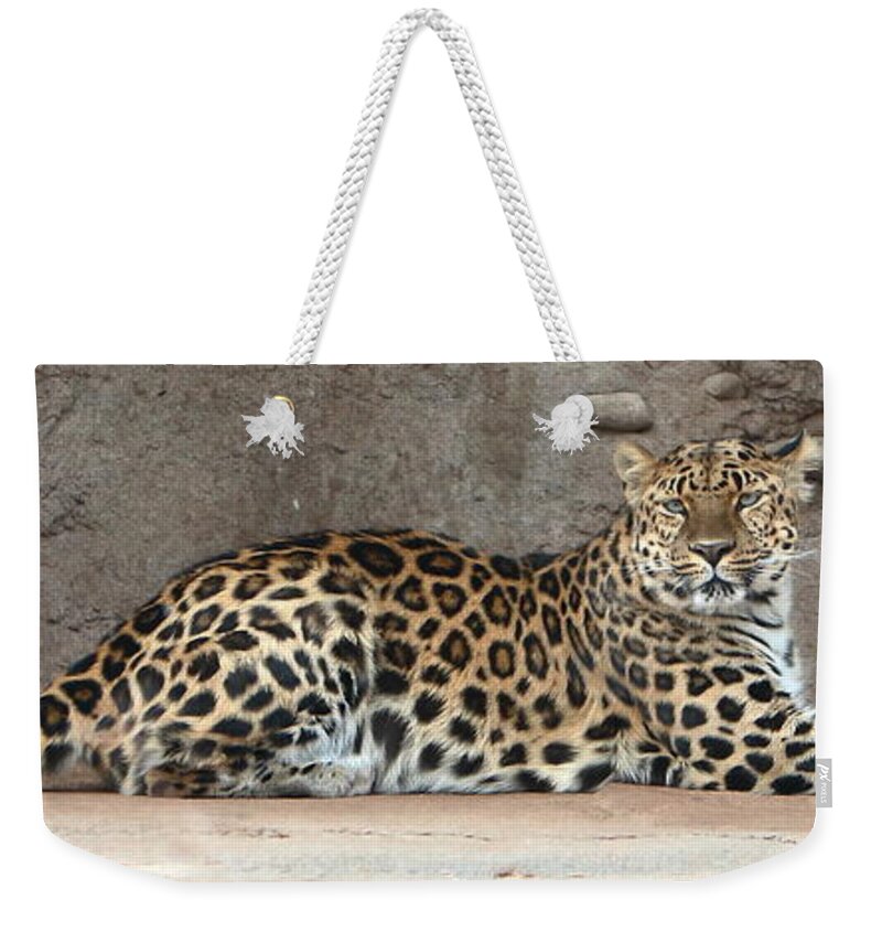 Amur Leapard Weekender Tote Bag featuring the photograph The Leopard by David Andersen
