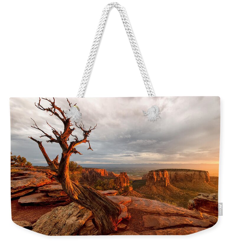 Colorado Weekender Tote Bag featuring the photograph The Light on the Crooked Old Tree by Ronda Kimbrow
