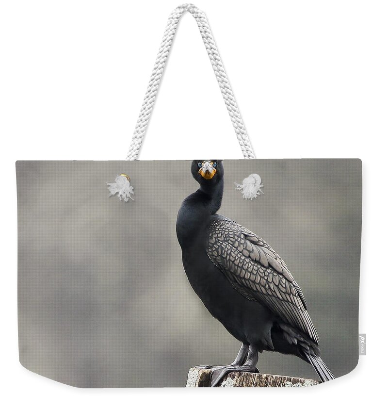 Maine Weekender Tote Bag featuring the photograph The Look by Karin Pinkham